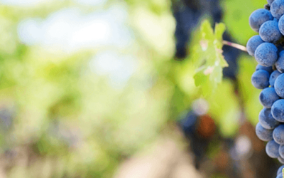 O percurso do Malbec