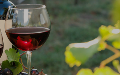 Vinhos – técnicas, tradição e inovação