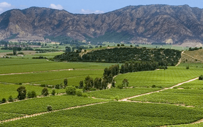 Roteiro de vinícolas do Chile