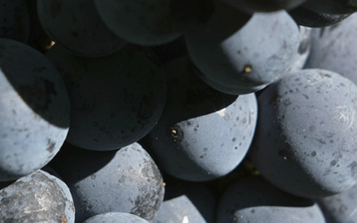 Blend Amarone