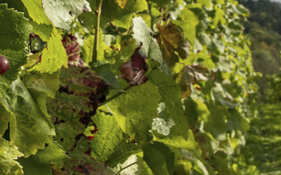 Casta Gewürztraminer