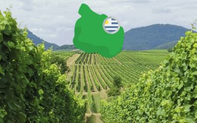 Roteiro de Vinícolas do Uruguai